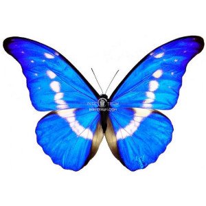 MORPHO RHETENOR HELENA